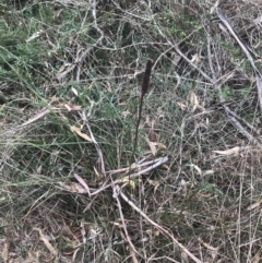 Xanthorrhoea minor subsp. lutea at suppressed - 12 Apr 2022