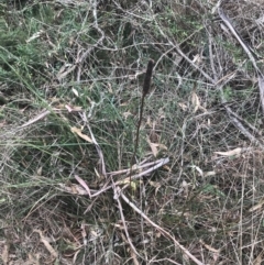 Xanthorrhoea minor subsp. lutea at suppressed - suppressed