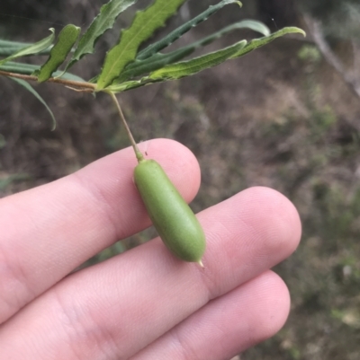 Billardiera mutabilis (Climbing Apple Berry, Apple Berry, Snot Berry, Apple Dumblings, Changeable Flowered Billardiera) at Wonthaggi, VIC - 12 Apr 2022 by Tapirlord