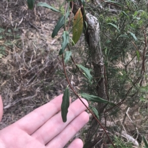 Billardiera mutabilis at Wonthaggi, VIC - 12 Apr 2022 11:36 AM