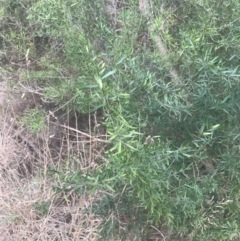 Unidentified Other Shrub (TBC) at Wonthaggi, VIC - 12 Apr 2022 by Tapirlord