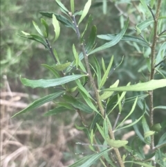 Melicytus dentatus at Wonthaggi, VIC - 12 Apr 2022 11:32 AM