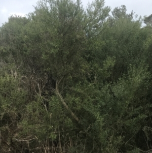 Melicytus dentatus at Wonthaggi, VIC - 12 Apr 2022