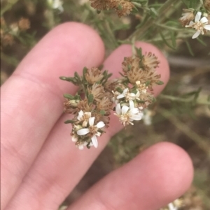 Olearia glutinosa at Wonthaggi, VIC - 12 Apr 2022