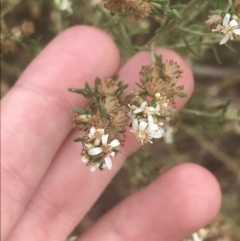 Olearia sp. (TBC) at suppressed - 12 Apr 2022 by Tapirlord