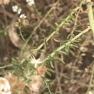 Olearia glutinosa at Wonthaggi, VIC - 12 Apr 2022