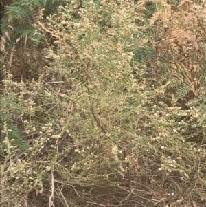 Olearia glutinosa at Wonthaggi, VIC - 12 Apr 2022