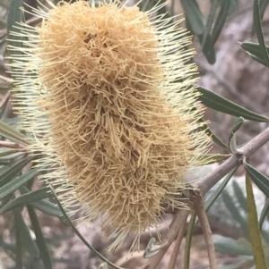 Banksia integrifolia subsp. integrifolia at Wonthaggi, VIC - 12 Apr 2022