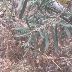 Banksia integrifolia subsp. integrifolia at Wonthaggi, VIC - 12 Apr 2022