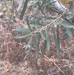 Banksia integrifolia subsp. integrifolia at Wonthaggi, VIC - 12 Apr 2022 11:26 AM