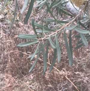 Banksia integrifolia subsp. integrifolia at Wonthaggi, VIC - 12 Apr 2022