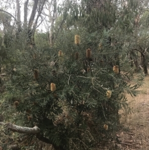 Banksia integrifolia subsp. integrifolia at Wonthaggi, VIC - 12 Apr 2022