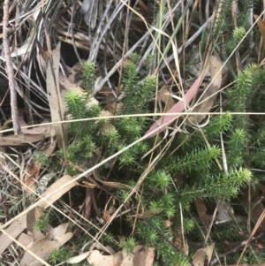 Acrotriche serrulata at Wonthaggi, VIC - 12 Apr 2022