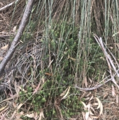 Acrotriche serrulata at Wonthaggi, VIC - 12 Apr 2022