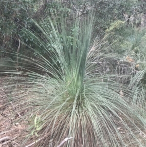 Xanthorrhoea australis at Wonthaggi, VIC - suppressed