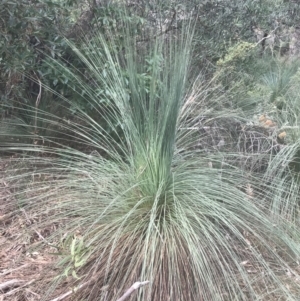 Xanthorrhoea australis (Austral Grass Tree, Kangaroo Tails) at Wonthaggi, VIC by Tapirlord