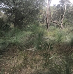 Xanthorrhoea australis at Wonthaggi, VIC - 12 Apr 2022