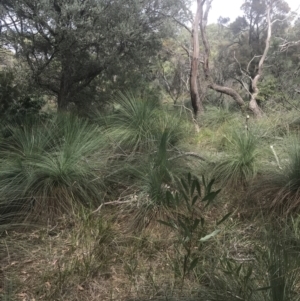 Xanthorrhoea australis at Wonthaggi, VIC - suppressed