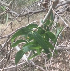 Eucalyptus viminalis (Ribbon Gum) at Wonthaggi, VIC - 12 Apr 2022 by Tapirlord