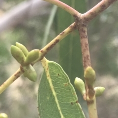 Eucalyptus viminalis at Wonthaggi, VIC - 12 Apr 2022 11:20 AM