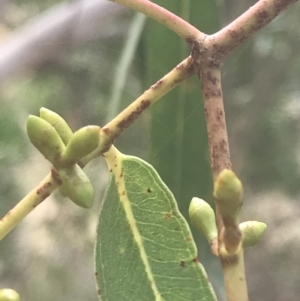 Eucalyptus viminalis at Wonthaggi, VIC - 12 Apr 2022