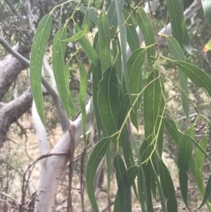 Eucalyptus viminalis at Wonthaggi, VIC - 12 Apr 2022