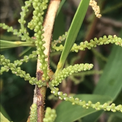 Acacia sophorae (Coastal Wattle) at Wonthaggi, VIC - 12 Apr 2022 by Tapirlord