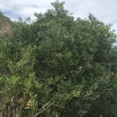 Acacia sophorae at Wonthaggi, VIC - 12 Apr 2022 11:13 AM