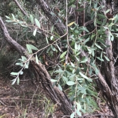 Leptospermum laevigatum (Coast Teatree) at Wonthaggi, VIC - 12 Apr 2022 by Tapirlord