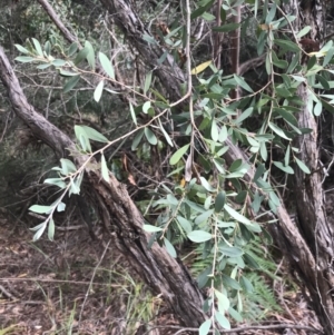 Leptospermum laevigatum at Wonthaggi, VIC - 12 Apr 2022