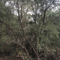 Leptospermum laevigatum at Wonthaggi, VIC - 12 Apr 2022