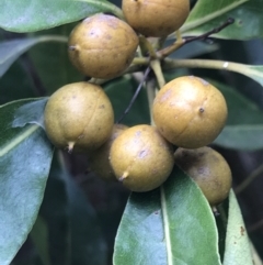 Pittosporum undulatum (Sweet Pittosporum) at Wonthaggi, VIC - 12 Apr 2022 by Tapirlord