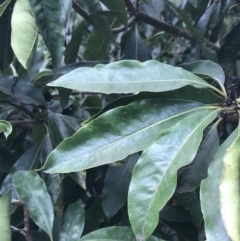 Pittosporum undulatum at Wonthaggi, VIC - 12 Apr 2022