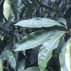 Pittosporum undulatum at Wonthaggi, VIC - 12 Apr 2022 11:07 AM