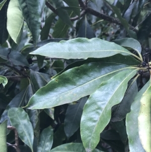 Pittosporum undulatum at Wonthaggi, VIC - 12 Apr 2022