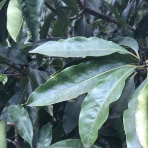 Pittosporum undulatum at Wonthaggi, VIC - 12 Apr 2022 11:07 AM