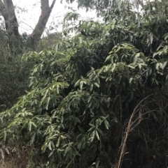 Pittosporum undulatum at Wonthaggi, VIC - 12 Apr 2022 11:07 AM