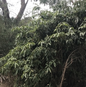 Pittosporum undulatum at Wonthaggi, VIC - 12 Apr 2022 11:07 AM