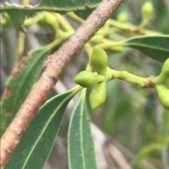 Eucalyptus viminalis at Wonthaggi, VIC - 12 Apr 2022