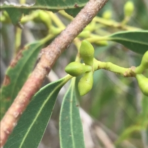 Eucalyptus viminalis at Wonthaggi, VIC - 12 Apr 2022