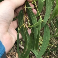 Eucalyptus viminalis at Wonthaggi, VIC - 12 Apr 2022