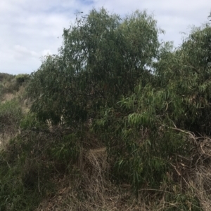 Eucalyptus viminalis at Wonthaggi, VIC - 12 Apr 2022