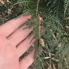 Pteridium esculentum (Bracken) at Wonthaggi, VIC - 12 Apr 2022 by Tapirlord