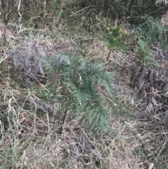 Pteridium esculentum at Wonthaggi, VIC - 12 Apr 2022