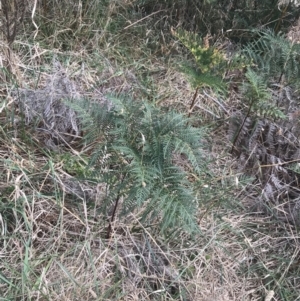 Pteridium esculentum at Wonthaggi, VIC - 12 Apr 2022