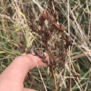 Hypericum perforatum at Wonthaggi, VIC - 12 Apr 2022 11:00 AM