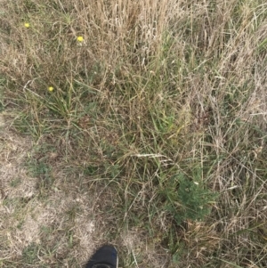 Hypericum perforatum at Wonthaggi, VIC - 12 Apr 2022 11:00 AM