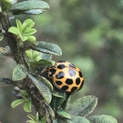 Harmonia conformis at Wonthaggi, VIC - 12 Apr 2022 by Tapirlord