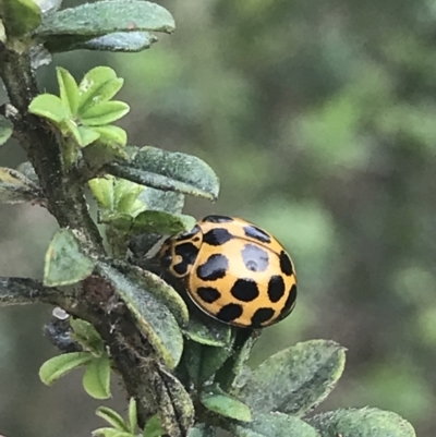 Harmonia conformis (Common Spotted Ladybird) at Wonthaggi, VIC - 12 Apr 2022 by Tapirlord