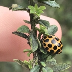 Harmonia conformis at Wonthaggi, VIC - 12 Apr 2022